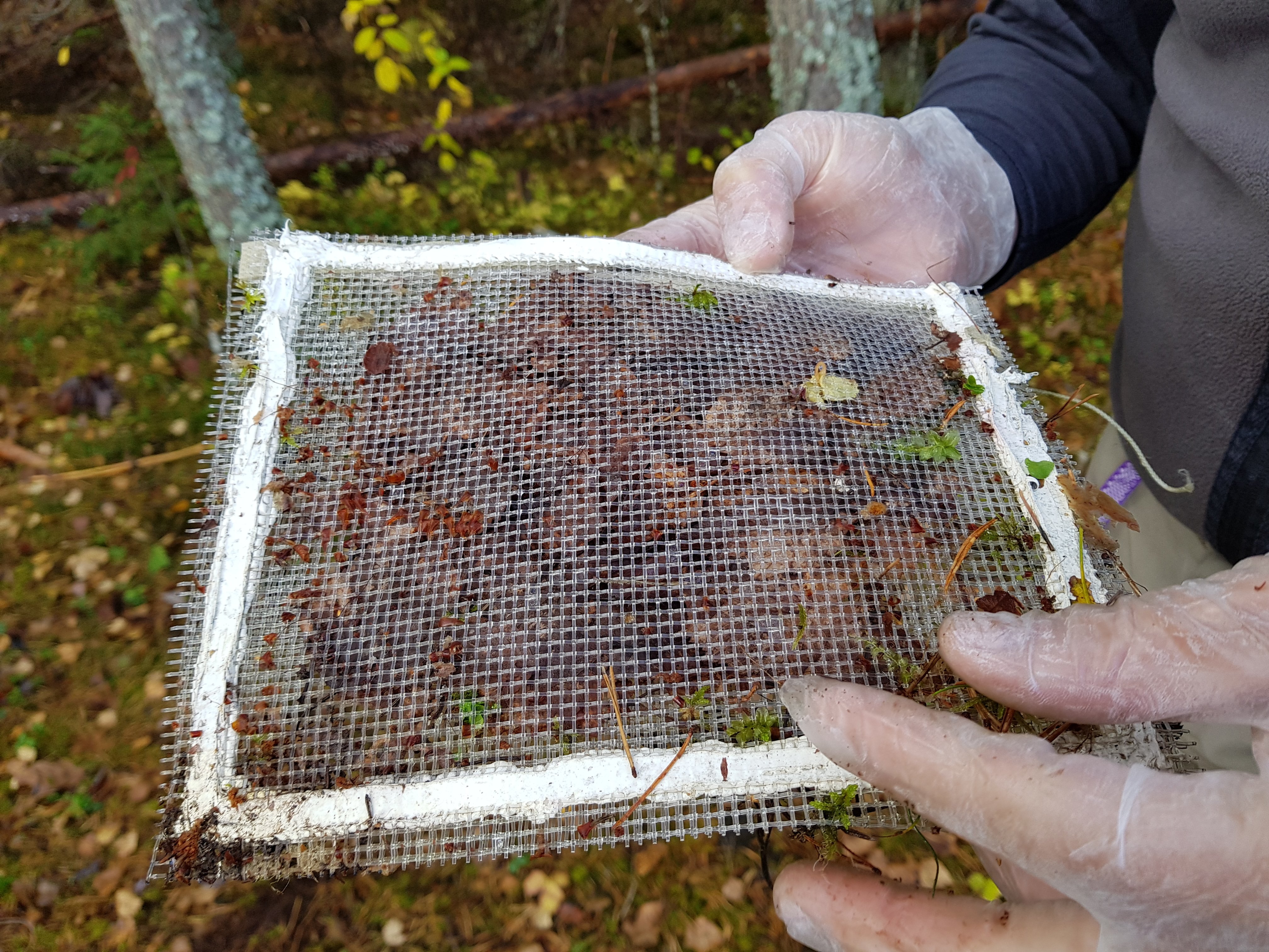 Slik ser en litterbag med tørket løv ut.